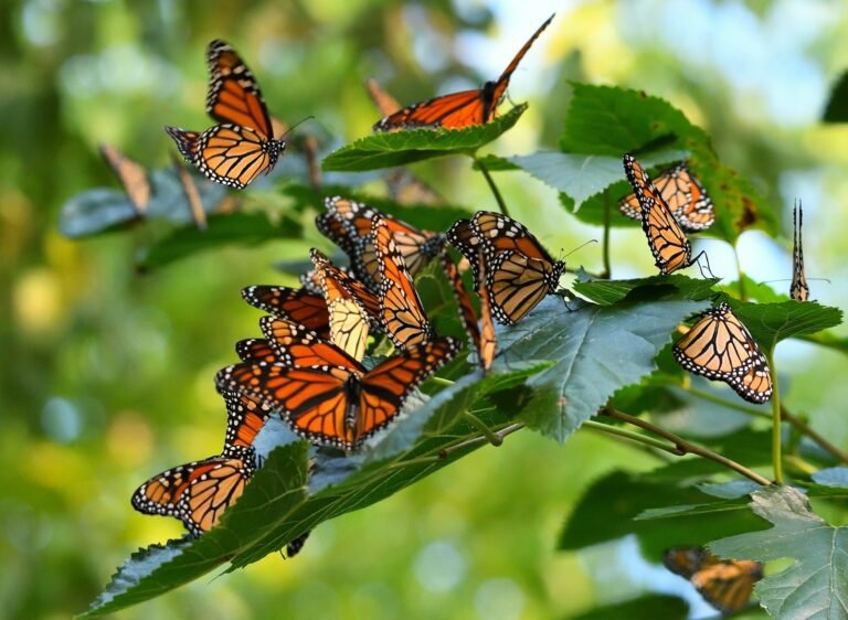 Monarch Butterfly Migration