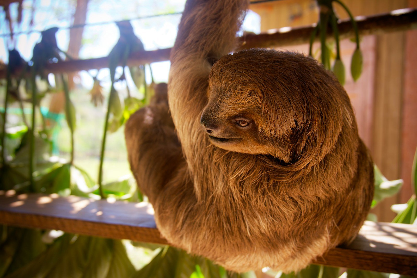 Best places to see wild sloths
