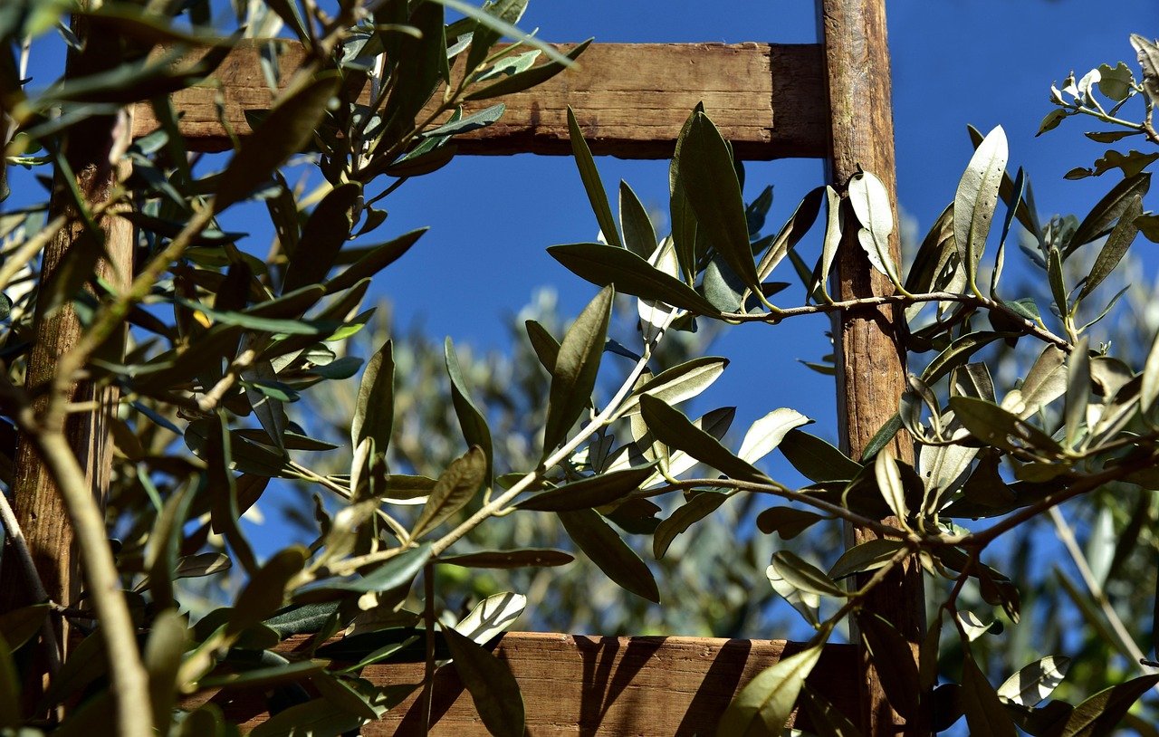 harvesting olives in Greece
