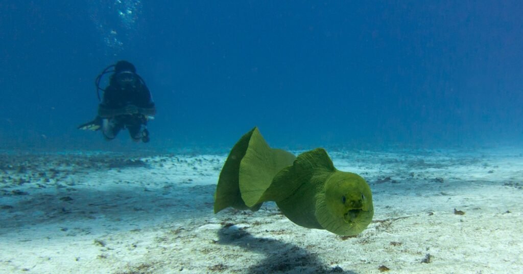 best places to scuba dive for beginners