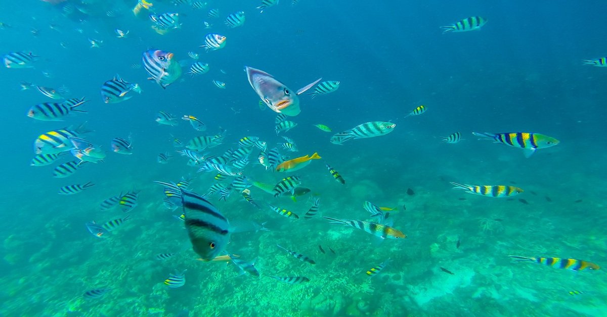 best snorkeling spots in the Philippines